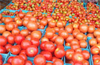 Tomato prices have sky-rocketed in the city, pinching consumers� pockets